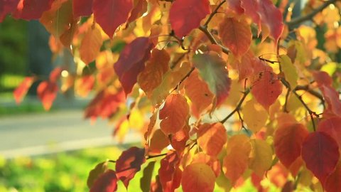 beautiful autumn red and gold Apple leaves swaying in the wind in the urban environment