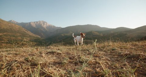 Dog running in grass. Adorable small jack russel dog running through meadow in mountains with tongue out. 4k slow motion 스톡 비디오