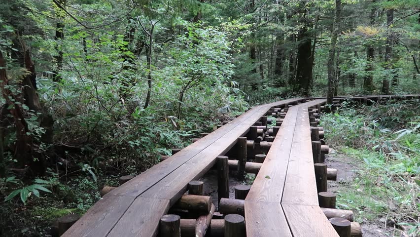 Walk through a forest on a wooden path