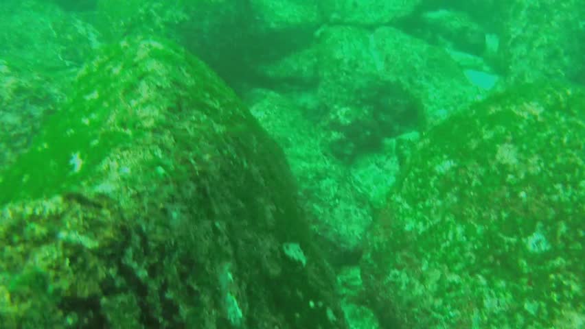 Video Showing Beautiful Starfish On Rocks Stock Footage Video (100% 