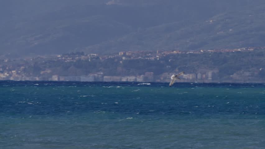Seagull flies over the rough sea with city on background - Slow Motion