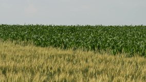 Green wheat and corn plants in field, late spring 4K footage