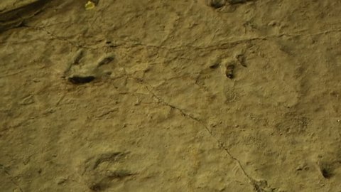 Fossilized footsteps of ancient animals on rocky surface, history, archaeology