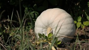 Pumpkin Cucurbita pepo in the field slow-mo footage