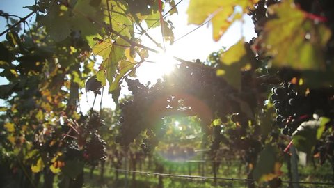 Ripe Vineyard Grapes. Grapes Vineyard Sunset. Italian Wineyard: Ripe Grapes On Vine For Making White Wine. Wine Grapes Harvest In Italy. Italian Countryside Beautiful Farms Vineyards.