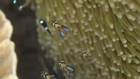 underwater macro video -Banggai cardinalfish swimming close to yellow anemone, with natural sunlight and strong water current moving the tenticlas, outdoors in Lembeh island, Indonesia, Asia, Pacific 