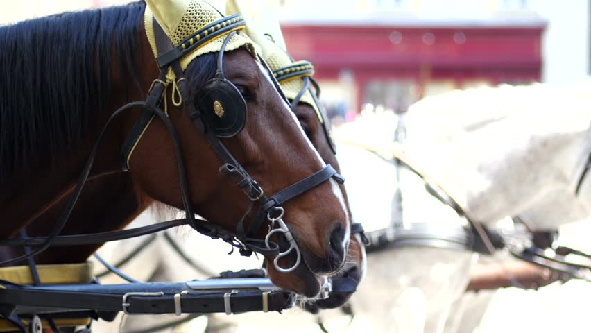 Harnessed horses rest in anticipation of - a walk drawn carriage in Vienna