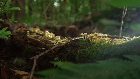 the concept of outdoor activities in nature, the collection of mushrooms in the forest. Close-up of a hand cuts off a mushroom. 4k