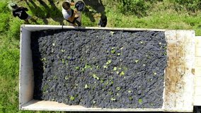 Rtveli in Georgia: people working harvesting grapes. Vineyard workers aerial video.  Picking fresh ripe blue grape in autumn for making georgian wine.  Aerial 4k video