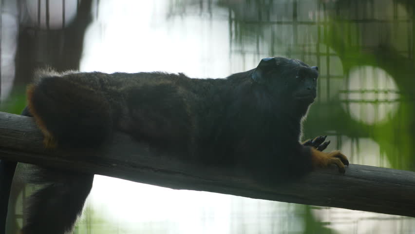 red-handed tamarin on a branch in French Guiana zoo. (Saguinus midas)