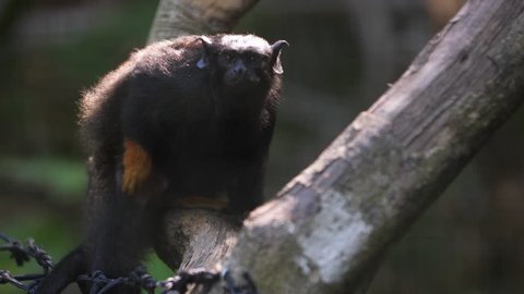red-handed tamarin scratching his belly on a branch French guiana zoo. (Saguinus midas)