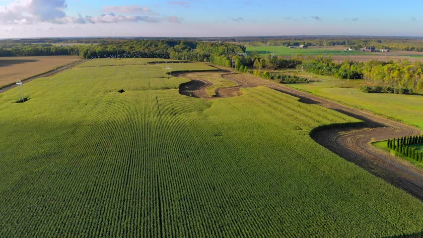Thousands of seagulls congregate over Wisconsin farm fields before migrating south in Autumn.
