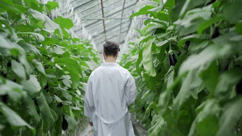 Rear view of unrecognizable scientist in white coat walking along aisle in large greenhouse surrounded by green plant leaves