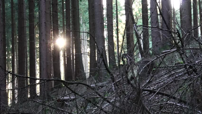 Sunset in the forest. Fir forest with setting sun at autumn day. Beautiful Nature Background.