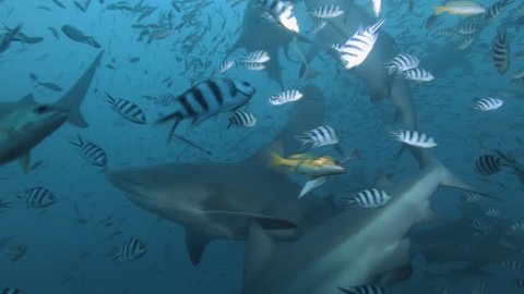 Sharks in deep blue ocean in Nature