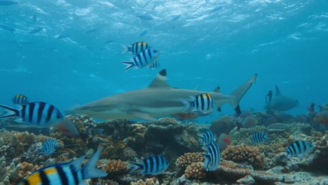 Sharks in deep blue ocean in Nature
