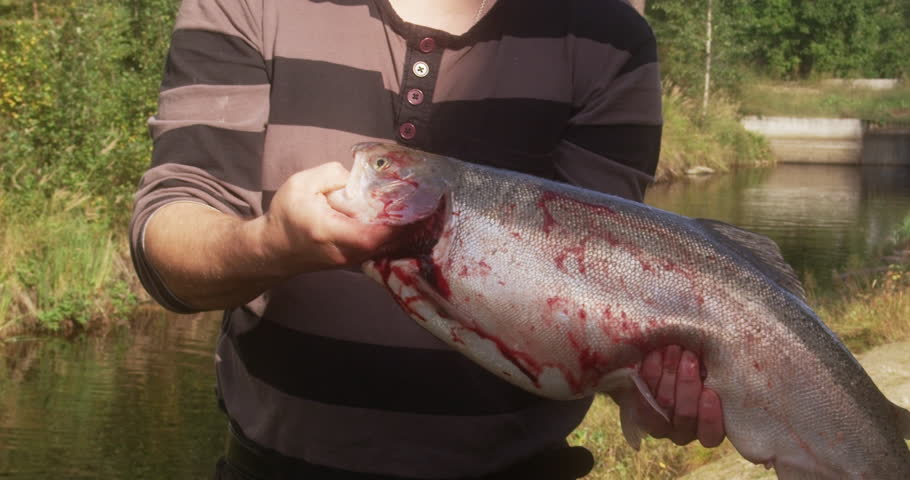 A man is holding a large red fish Trout.