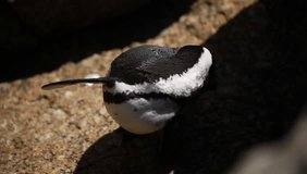 close up video of white and black african penguin with black dots on his belly, standing on a brown massive rock, drying himself, outdoors on a sunny summer day in Simons Town, South Africa