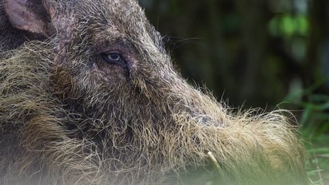 Bearded Pig Bedded Down in Rainforest Jungle Close Up Portrait