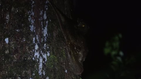 Sunda Flying Lemur (Galeopterus variegatus) Nocturnal Clinging to Tree in Jungle Rainforest Canopy at Night