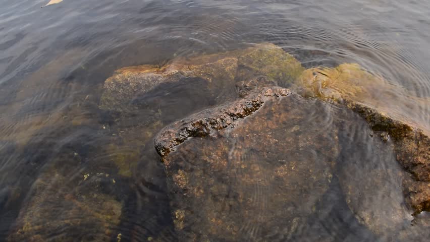 Background stones in the black muddy river. Texture, nature
