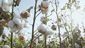 Cotton field plantation - Powered by Shutterstock - Get 15% off with code: PIKWIZARD15