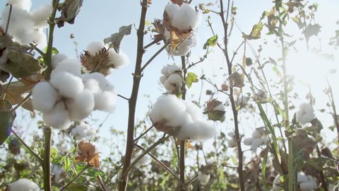 Cotton field plantation