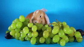 Grapes. Green grape fruit wit lop rabbit.