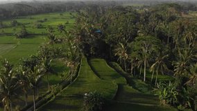 4K aerial drone flying video of tropical landscape with rice fields. Bali island.