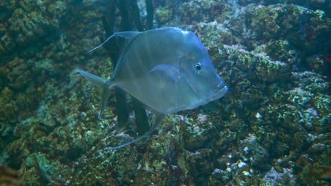 Lookdown (Selene vomer) is a game fish of the family Carangidae
