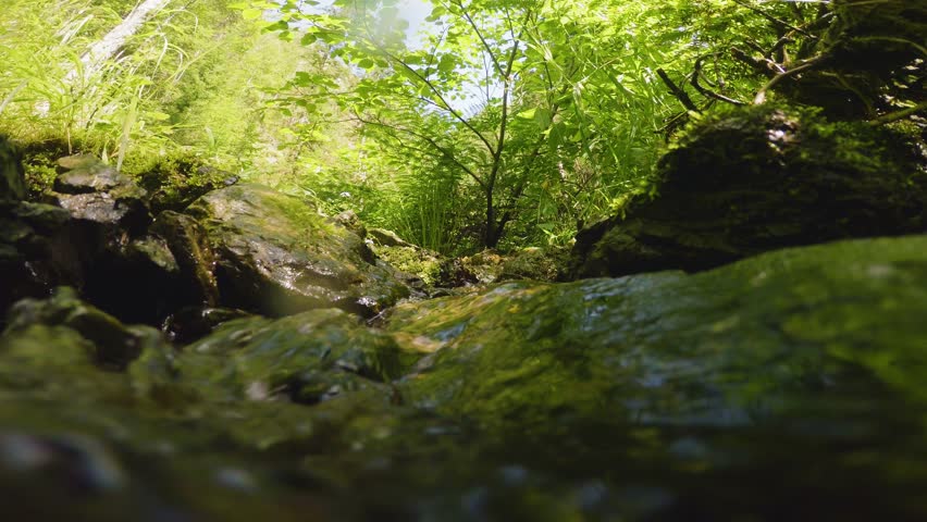 The clear and cold mountain brook. 
The view from the bottom point close to the water. Summer weather, taiga nature, Russia, Siberia.
