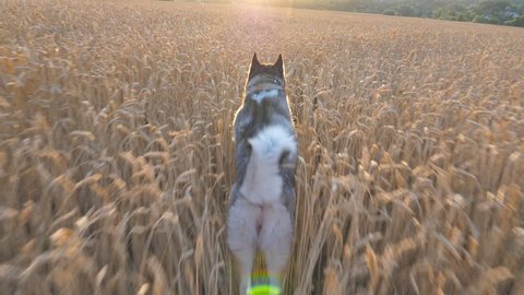 Dolly shot of siberian husky dog running fast among tall spikelets at meadow on sunset. Young domestic animal jogging on golden wheat field at summer day. Sunlight at background. POV Slow motion
