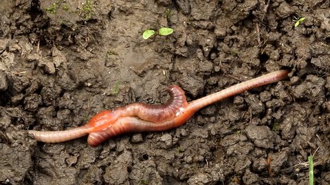 Earthworm mating, Lumbricus terrestris, Haplotaxida.  Carpathian Basin, Europe