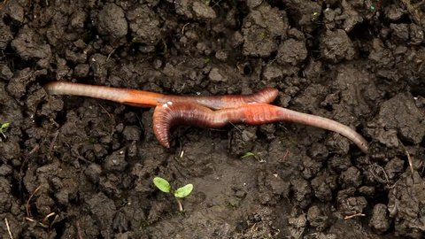 Earthworm mating, Lumbricus terrestris. The hermaphrodite invertebrates mate on the surface with part of their bodies still underground Movie about mating finishing. Carpathian Basin, Europe.