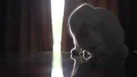 The cat escapes from the shisha smoke, shakes the photo - Powered by Shutterstock - Get 15% off with code: PIKWIZARD15