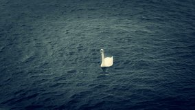 White swan floating on a lake