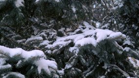 Snow christmas tree branch in winter park. Snowfall on pine branch. Close up shot filmed in 4k UHD