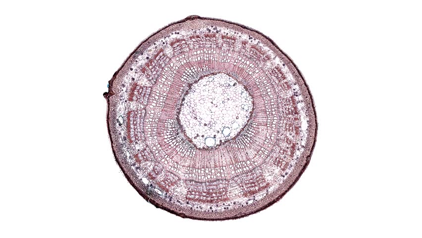 Tilia Stem Cross Section Stock Footage Video 100 Royalty Free 1017144487 Shutterstock