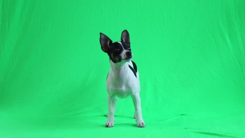 cute chihuahua puppy on green screen