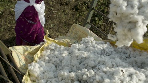 Organic farm, farmers throwing harvested cotton in a pile in slow motion, cotton floats through air.