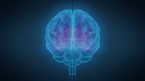 Excitation of Human Brain Zones, Brain Activity
