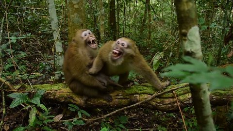 Aggressive Assam macaque, male monkey 