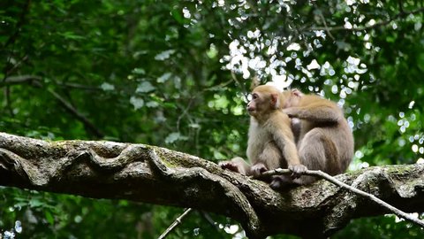 Baby monkey grooming in Thai forest