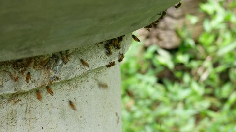 The bees fly around their hive entrance.
