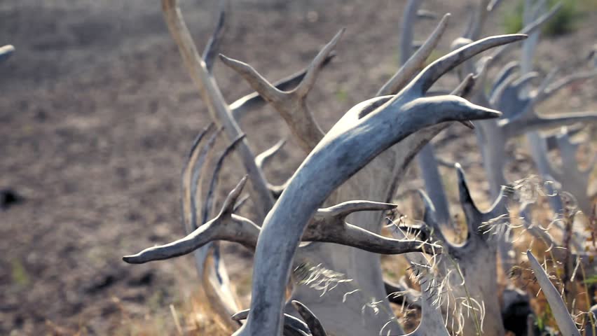 Old Crow, Yukon Territory, Canada. Detail of dry caribou and moose antlers on a meadow with pebble riverside in the background.