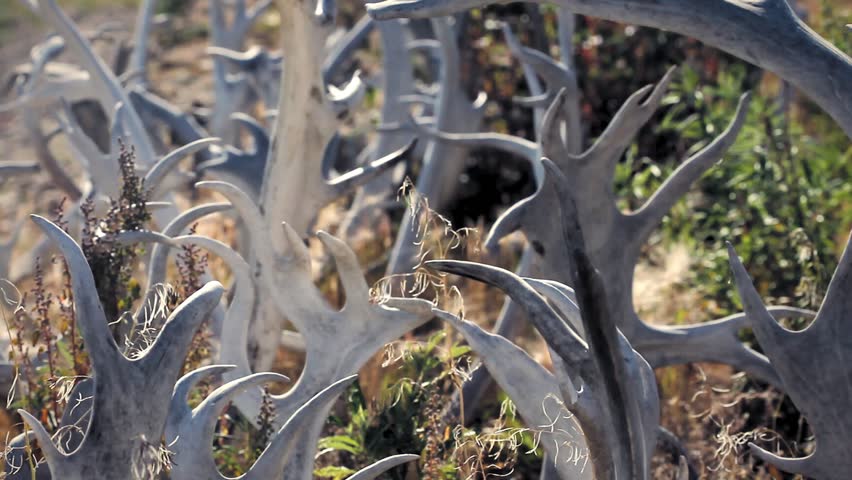 Old Crow, Yukon Territory, Canada. Detail of dry caribou and moose antlers on a meadow. 