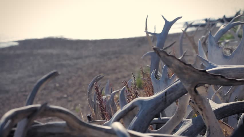 Old Crow, Yukon Territory, Canada. Detail of dry caribou and moose antlers on a meadow with pebble riverside and Porcupine river in the background.