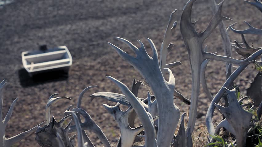 Old Crow, Yukon Territory, Canada. Forest of caribou and moose antlers lying on a meadow and boat on the riverside.