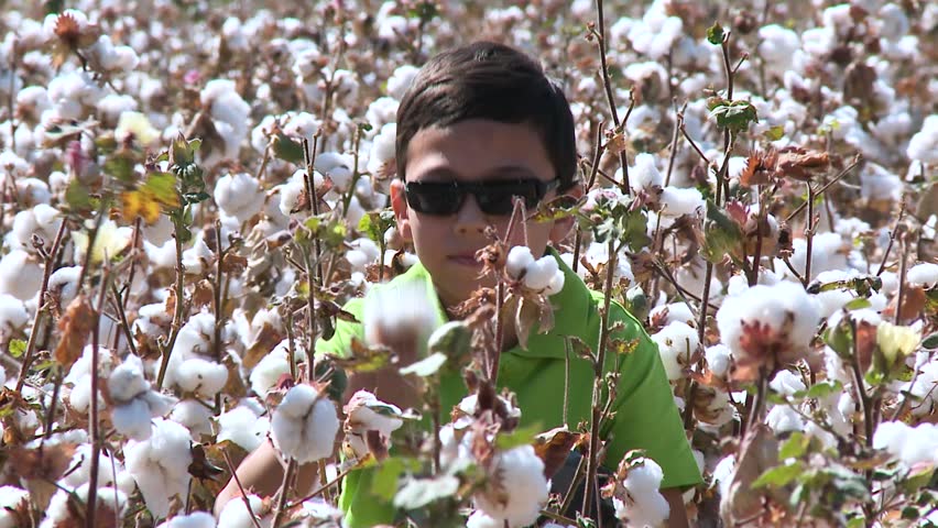 A boy collects a crop of cotton. Cotton field. Cotton crop.
