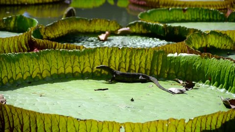 Huge monitor lizard is hunting near Victoria Amazonica Giant Water Lilies